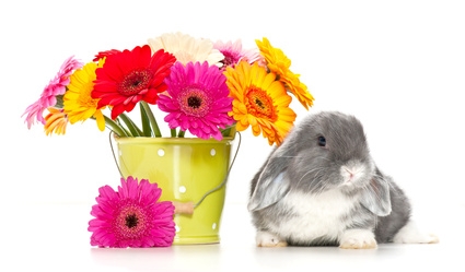 Lapin de Pâques avec fleurs